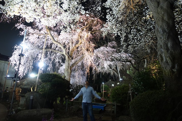 Lost in Sakura