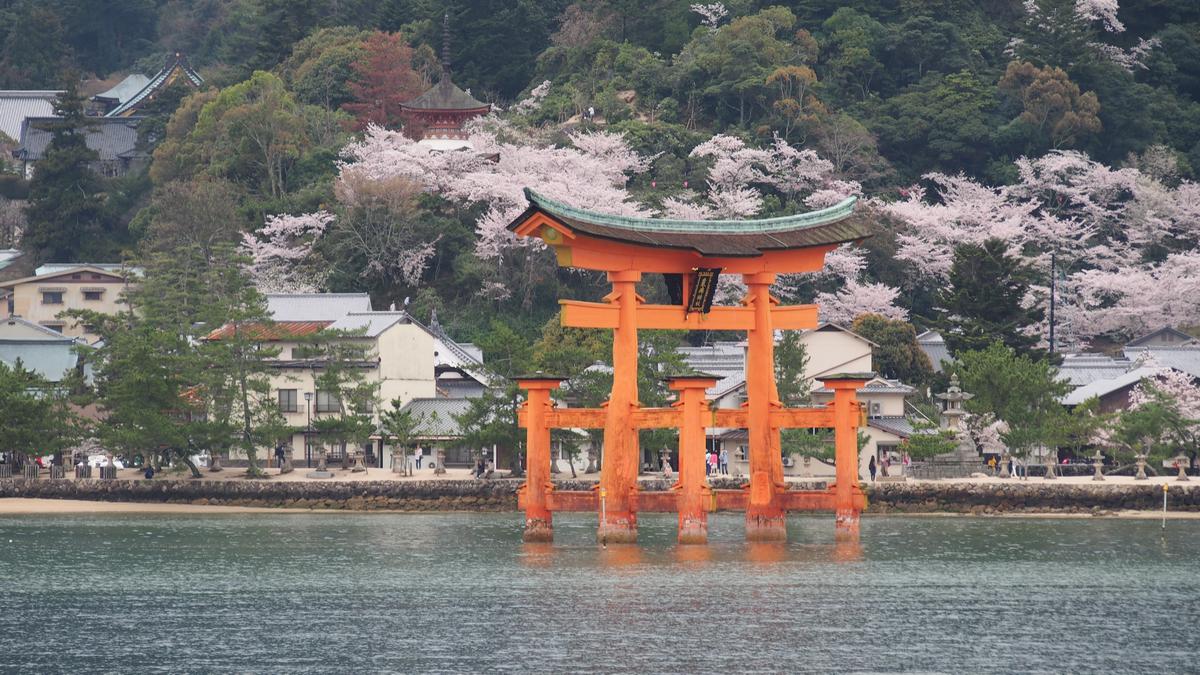 Miyajima sakura